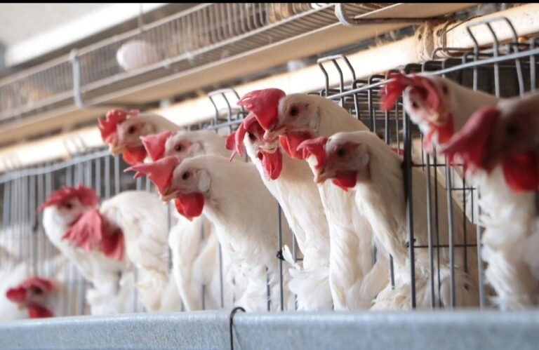 Screenshot_20261015_084307_ChatGPT